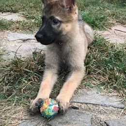 German Shepherd Puppies from Austin’s German Shepherd’s