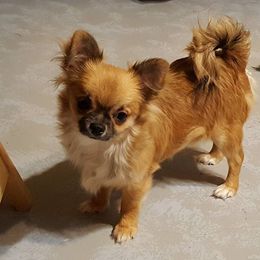 Chihuahua Puppies from BG's Chihuahua