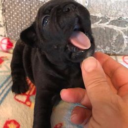 French Bulldog Puppies from PJG Country Life Kennels