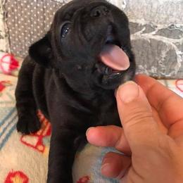 French Bulldog Puppies from PJG Country Life Kennels