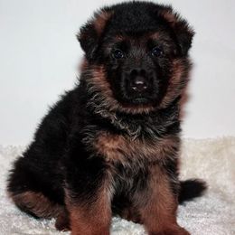 German Shepherd Puppies from Brimka Haus German Shepherds