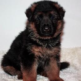 German Shepherd Puppies from Brimka Haus German Shepherds