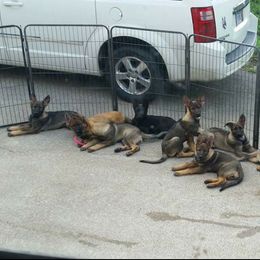 German Shepherd Puppies from von Haus Ulv