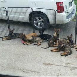 German Shepherd Puppies from von Haus Ulv