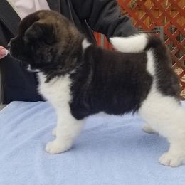 Akita Puppies from Dō-ha Akitas