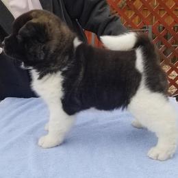 Akita Puppies from Dō-ha Akitas