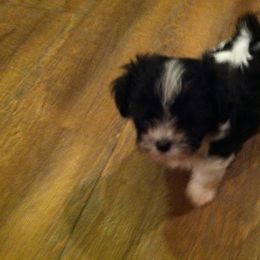 Havanese Puppies from Harmony Havanese