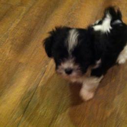 Havanese Puppies from Harmony Havanese