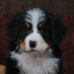 Bernese Mountain Dog Puppies from Swamp Creek Berners