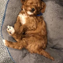 Cherry Lane Labradoodles breeder of 