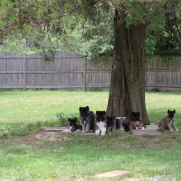 Akita Puppies from Excel Shu-Ku Akitas