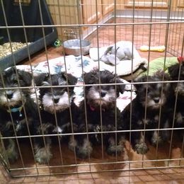 Miniature Schnauzer Puppies from Belle Vista Schnauzers
