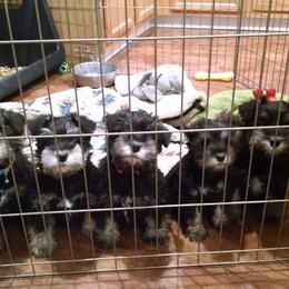 Miniature Schnauzer Puppies from Belle Vista Schnauzers