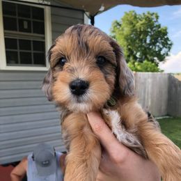 Lake Road Doodles breeder of Goldendoodle