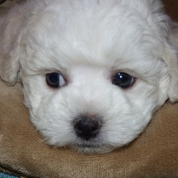 Bichon Frise Puppies from Belamour Bichons