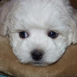 Bichon Frise Puppies from Belamour Bichons