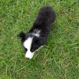 Border Collie Puppies from CRL Farms