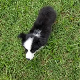 Border Collie Puppies from CRL Farms
