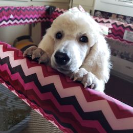 Poodle Puppies from Countryside Standard Poodles