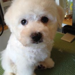  Puppies from Wendan Bichons