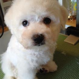  Puppies from Wendan Bichons