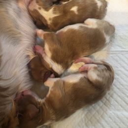 Cavalier King Charles Spaniel and Cavalier King Charles Spaniel Puppies from Lowilani Cavaliers