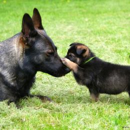 German Shepherd Puppies from Haus Morrisson German Shepherds