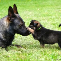 German Shepherd Puppies from Haus Morrisson German Shepherds