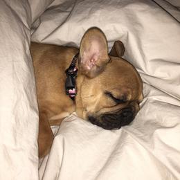 French Bulldog Puppies from Sweetheart Frenchies