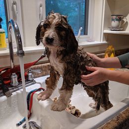 Bernedoodle Puppies from Bernedoodles of the Ozarks