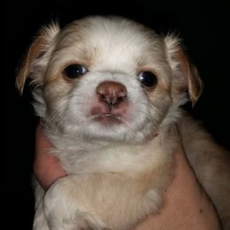Chihuahua Puppies from True Shot Chihuahuas