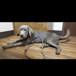 Labrador Retriever Puppies from KMC Gun Dogs