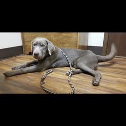 Labrador Retriever Puppies from KMC Gun Dogs