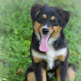 Sheila - Miniature Australian Shepherd