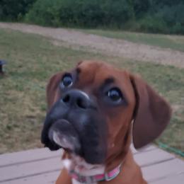 Boxer Puppies from BellRidge Boxers