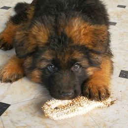 German Shepherd Puppies from vom Glock