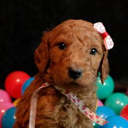 Poodle Puppies from Sunset Maple Poodles