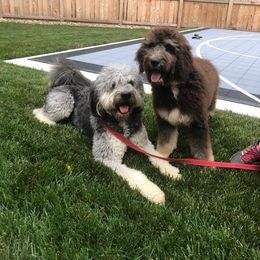 Bernedoodles of Kansas breeder of Bernedoodle