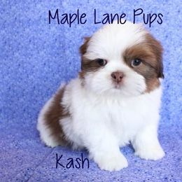 Maple Lane Pups breeder of Shih Tzu