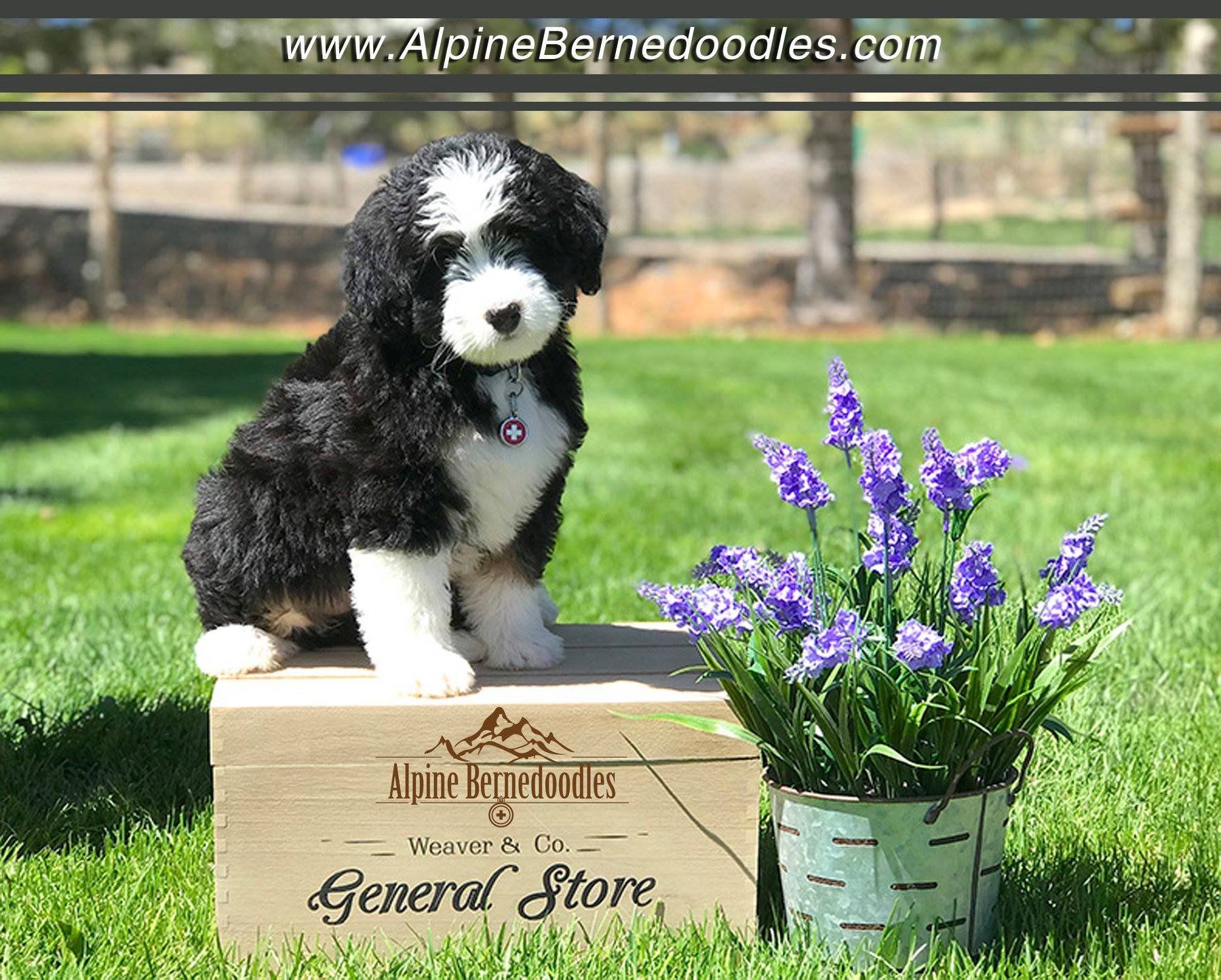 Alpine bernedoodles store