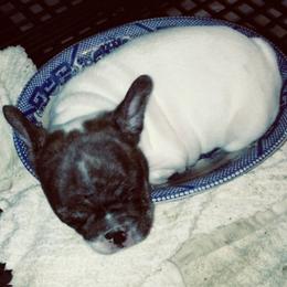 French Bulldog Puppies from Monarchy's Finest French Bulldogs