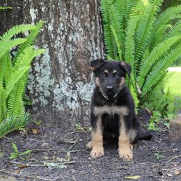 German Shepherd Puppies from Aus der Asche