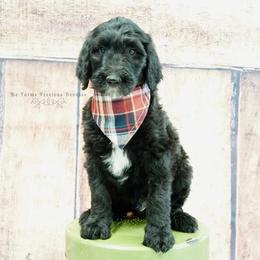 Goldendoodle and Sheepadoodle Puppies from The Farms Precious Doodles