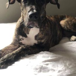 Great Dane Puppies from Dynamic Danes