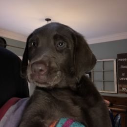 Labrador Retriever Puppies from New Life Labradors