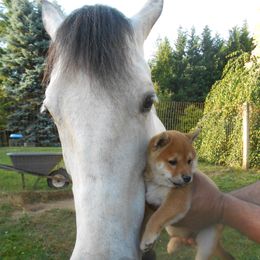 Shiba Inu Puppies from Kawako Shiba Inu
