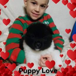 Akita Puppies from BleuMoon Akitas