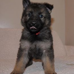 German Shepherd Puppies from Stevens German Shepherds