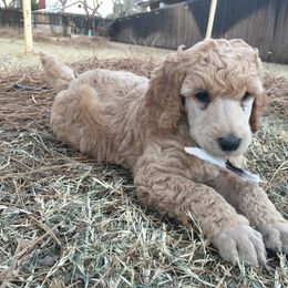 Poodle Puppies from Pleasant Valley Standards