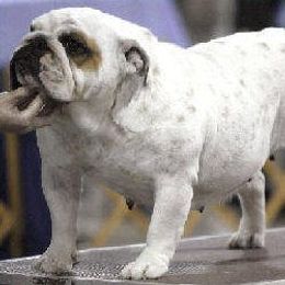 Bulldog All Grown Up from Mouser Bulldogs